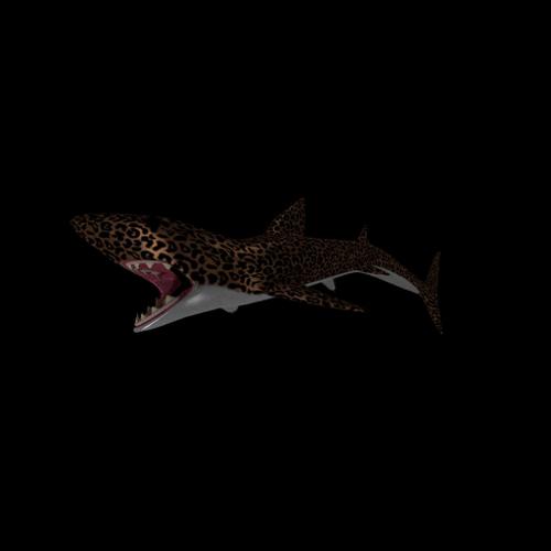 Lepered shark  preview image